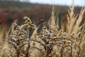 Dried Wildflowers in an Autumn Field