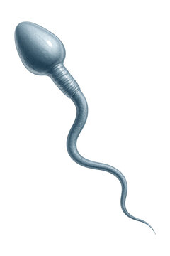 3D model of a sperm cell with a sleek head and elongated tail.