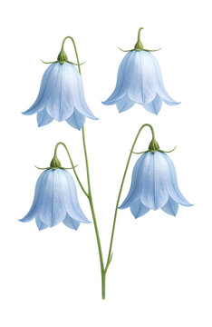 Blue bell-shaped flowers on slender stems of the harebell plant.