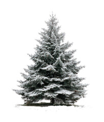 Obraz premium PNG Snow-covered evergreen tree outdoors.