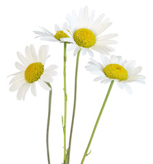 Anthemis blanche