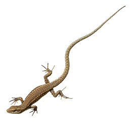 Lézard des murailles	