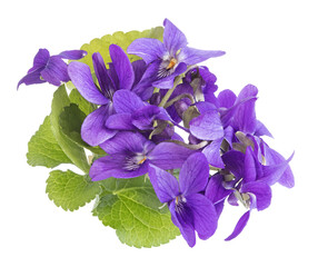 Fototapeta premium Bouquet de violettes 