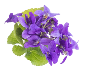 Bouquet de violettes	
