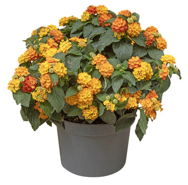 Lantana orange et jaune en pot