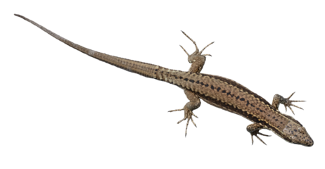 Lézard des murailles	