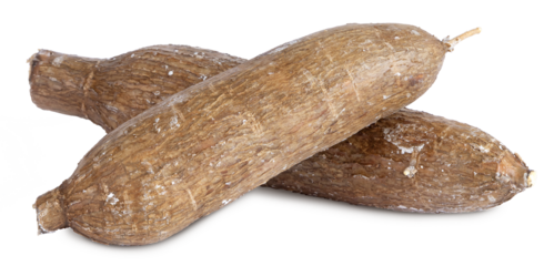 Tuberculess de manioc