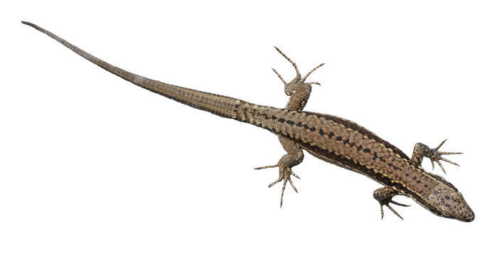 L&eacute;zard des murailles	