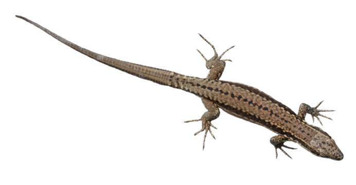Lézard des murailles	