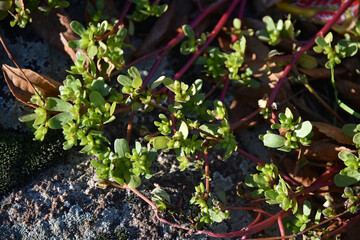 Purslane is a succulent flowering plant with thick stems and fleshy leaves. Plant flower nature flora
