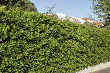 Haie de Pittosporum tobira	