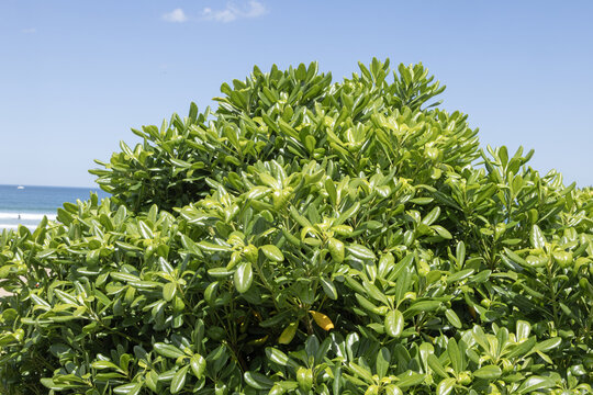 Pittosporum tobira