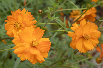 Cosmos sulphureus