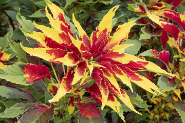 Amaranthus tricolor,