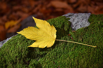 Yellow maple leaf lying on a moss-covered stone plant autumn nature flora