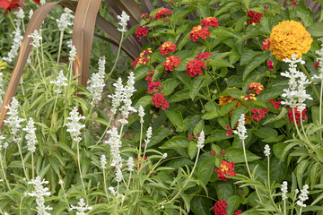 Massif de Sauge farineuse etde Lantana
