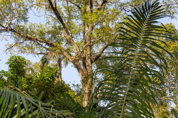 palm tree with blue sky