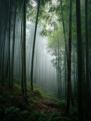 Naklejka premium Mystical bamboo forest shrouded in mist creates a serene atmosphere.