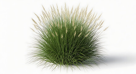 A single clump of tall ornamental grass with feathery seed heads against a pure white background, casting a subtle shadow