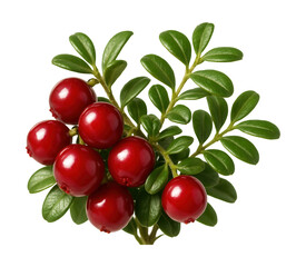 Cranberry vine area featuring small, shiny red berries on slender stems.