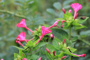 Obraz premium natural pink mirabilis jalapa flower photo 