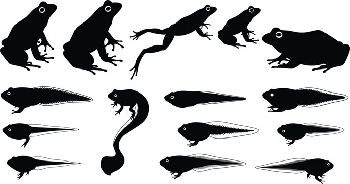 Frog Life Cycle Silhouettes Set Vector Illustration of Tadpoles and Adult Amphibians in Various Stages Isolated on White