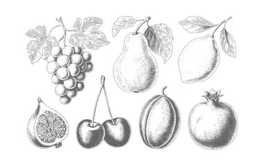 Hand drawn collection of pears, apples, cherries and berries in vintage line sketch.