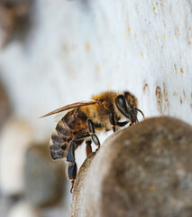 A bee diligently searches for pollen on the side of a wooden hive, its tiny body glistening in the afternoon sun. The vibrant details highlight nature's wonders