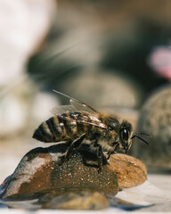 A bee rests on a smooth rock, its wings gently shining in sunlight. Nearby, vibrant flowers sway, and the soft sound of water flows in a peaceful scene filled with life