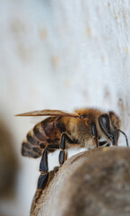 A close-up view of a honey bee diligently working on a flower. The setting is a vibrant garden, filled with colorful blossoms under the clear blue sky