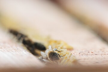 A bee interacts with honeycomb in a warm garden, highlighting the beauty of nature. Sunlight illuminates the scene, showcasing the bee's intricate details and textures