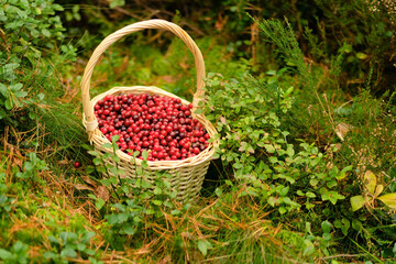 Close up of basket with fresh cranberries in forest. Autumn harvest, forest gifts, healthy berries, vitamins during illness, homemade drinks, forest walk, beautiful autumn weather, fairy forest mood.