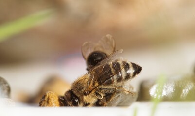 Bees buzz around vividly colored flowers, diligently collecting pollen. Sunlight warms the garden, creating a lively scene of nature at work during a sunny afternoon