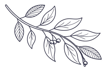 Detailed Outline Drawing of a Branch with Leaves and Berries
