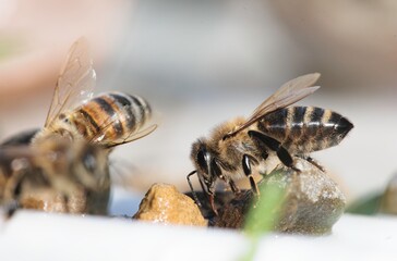 Bees buzz around, diligently gathering nectar from small stones in a vibrant garden. Sunlight enhances their delicate wings and the natural beauty of the setting