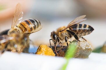 Bees are busy collecting water from small stones in a sunny garden. Their delicate wings glisten in the light as they work together, highlighting their crucial role in our ecosystem