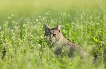 A graceful cat rests amid vibrant green grass and delicate white flowers. Sunlight filters through the foliage, creating a peaceful natural scene in early summer