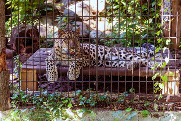 A tiger in a cage at the zoo.