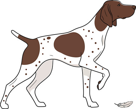 German Shorthaired Pointer Vector Drawing Dog Breed Illustration Sporting Canine Pet Hunting Design Isolated White Brown Cute Animal Art Feather