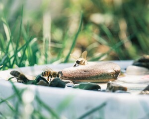 Several bees are seen collecting water from a shallow dish filled with pebbles and clean water. Bright sunlight filters through the surrounding grass, creating a serene scene
