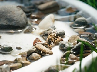 In a peaceful garden location, a bee dips into a shallow dish filled with water, surrounded by an assortment of colorful stones. The bright sunlight enhances the serene atmosphere