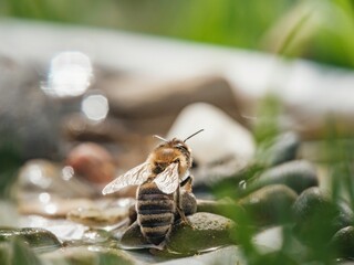 Tiny bee collects water drops from smooth pebbles in a vibrant garden. Sunlight sparkles on the surface, creating a peaceful, lively scene