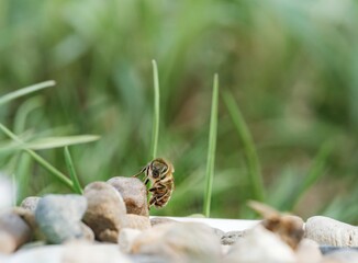 A busy bee gathers pollen while perched on smooth stones in a garden filled with green grass. Sunlight enhances the vibrant colors of nature surrounding this small creature
