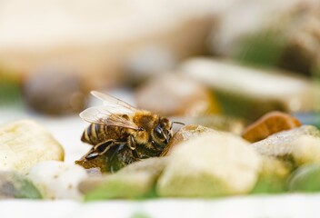 In a vibrant garden, a honey bee gathers resources among a mixture of smooth, colorful stones under the warm sun. The peaceful scene showcases nature's small wonders