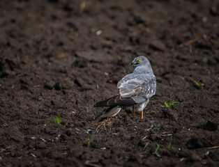 A grey harrier bird sits on plowed land looking for prey