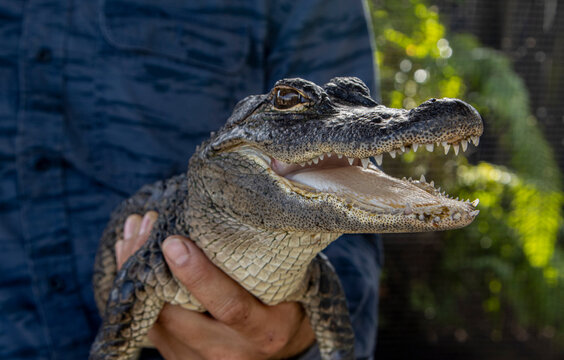Close up image of a baby alligator being held by a man