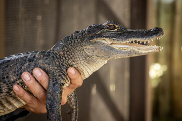 Close up image of a baby alligator being held by a man