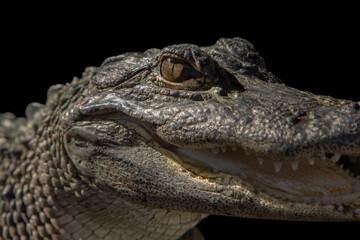 Close up image of a baby alligator face with emphasis on its eye against a black background