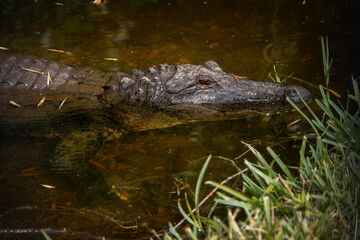 Close up of an alligator in a swamp. The image is side view