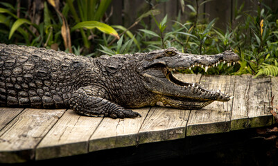 Close up of an alligator with its mouth open walking across a wood bridge. The image is side view